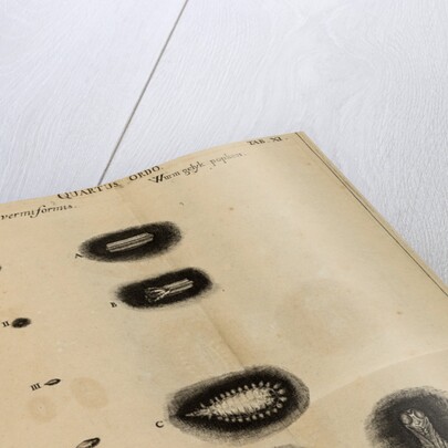 Life cycle of a fly by Jan Swammerdam