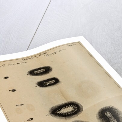 Life cycle of a fly by Jan Swammerdam