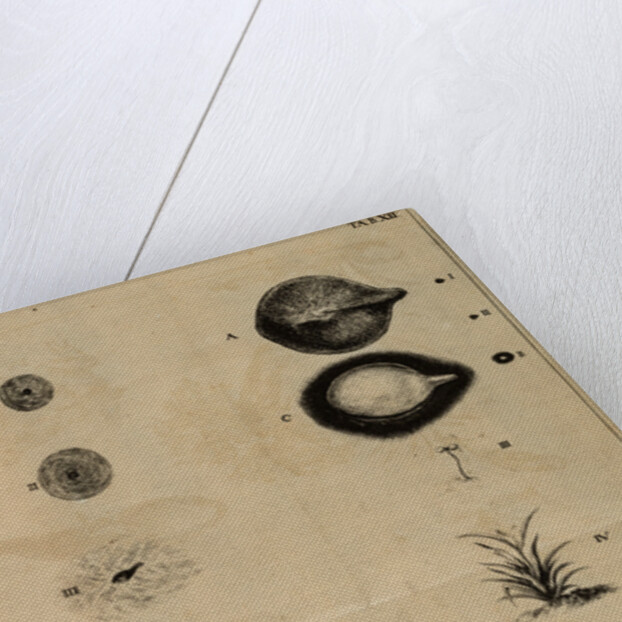 Life cycle of a frog and a plant by Jan Swammerdam