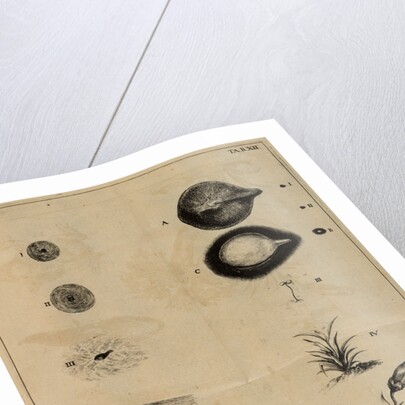 Life cycle of a frog and a plant by Jan Swammerdam