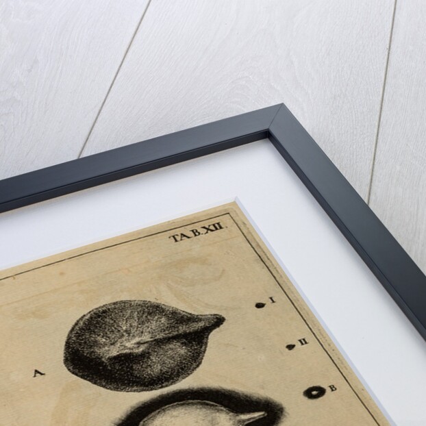 Life cycle of a frog and a plant by Jan Swammerdam