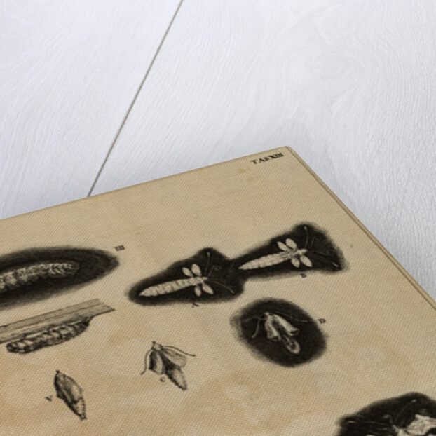 Life cycle of a moth by Jan Swammerdam