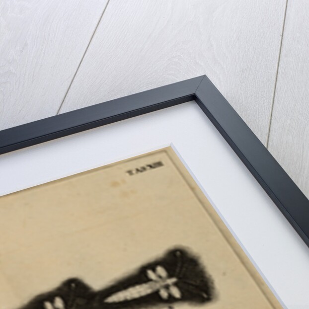 Life cycle of a moth by Jan Swammerdam