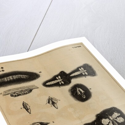 Life cycle of a moth by Jan Swammerdam