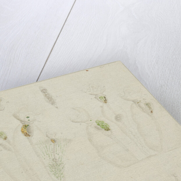 Collotheca rotifers by Charles Thomas Hudson