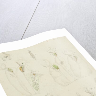 Collotheca rotifers by Charles Thomas Hudson