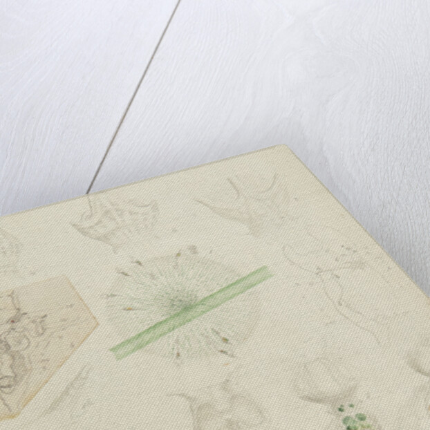 Collotheca rotifers by Charles Thomas Hudson