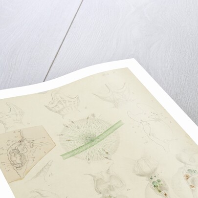 Collotheca rotifers by Charles Thomas Hudson