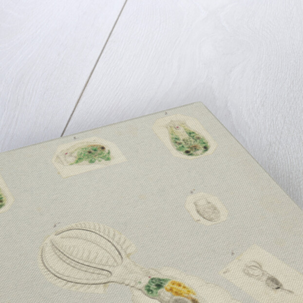 Rotifera by Charles Thomas Hudson