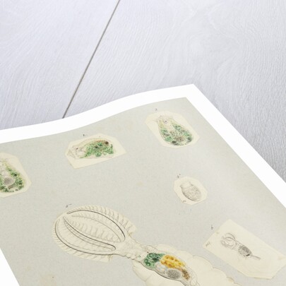 Rotifera by Charles Thomas Hudson