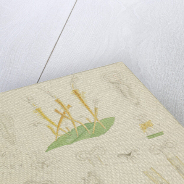 Límnias rotifers by Charles Thomas Hudson