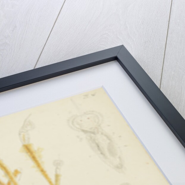 Límnias rotifers by Charles Thomas Hudson