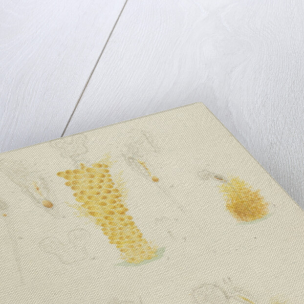 Ptygura rotifers by Charles Thomas Hudson