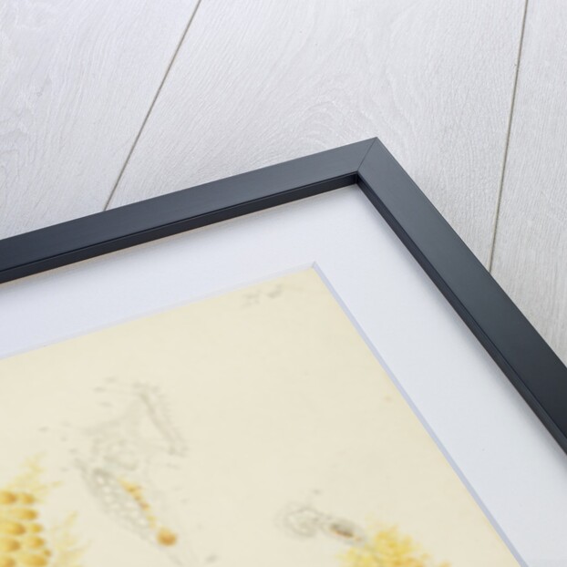 Ptygura rotifers by Charles Thomas Hudson