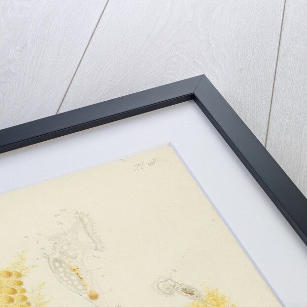 Ptygura rotifers by Charles Thomas Hudson