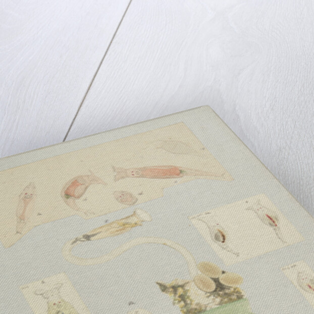 Philodína rotifers by Charles Thomas Hudson