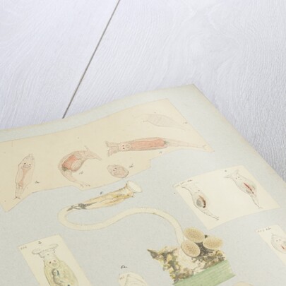 Philodína rotifers by Charles Thomas Hudson