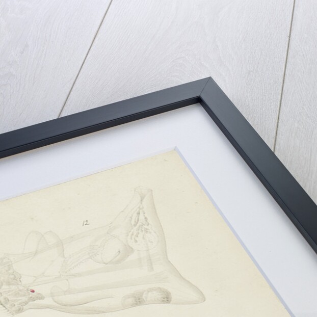 Rotifer by Charles Thomas Hudson