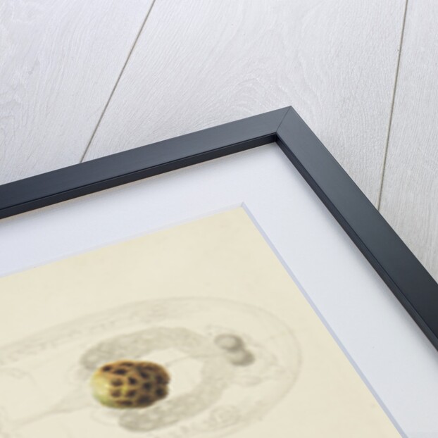 Rotifer by Charles Thomas Hudson