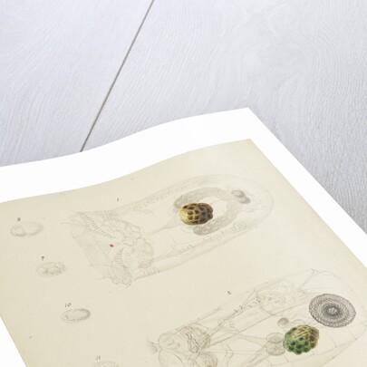 Rotifer by Charles Thomas Hudson