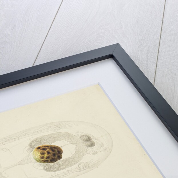 Rotifer by Charles Thomas Hudson