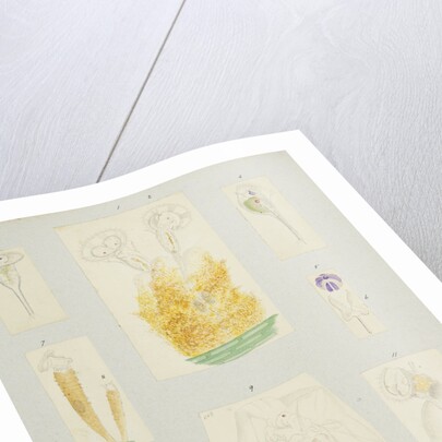 Rotifer by Charles Thomas Hudson