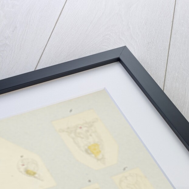 Rotifer by Charles Thomas Hudson