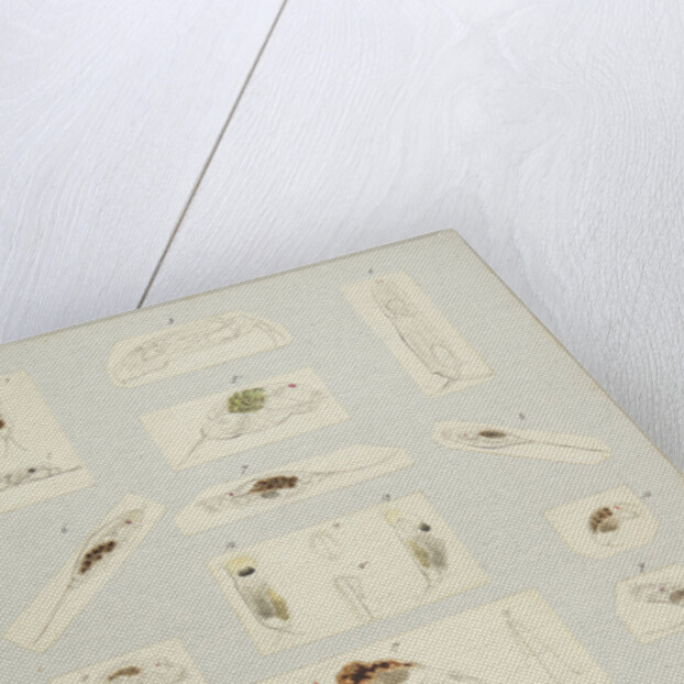 Rotifer by Charles Thomas Hudson