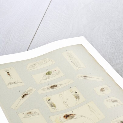 Rotifer by Charles Thomas Hudson