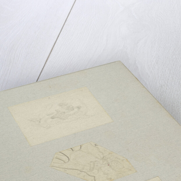 Rotifer by Charles Thomas Hudson