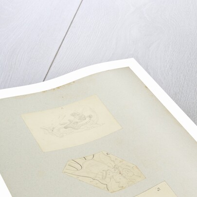 Rotifer by Charles Thomas Hudson