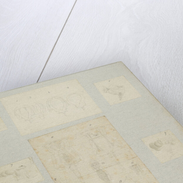 Rotifer by Charles Thomas Hudson