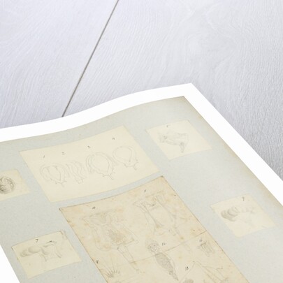 Rotifer by Charles Thomas Hudson