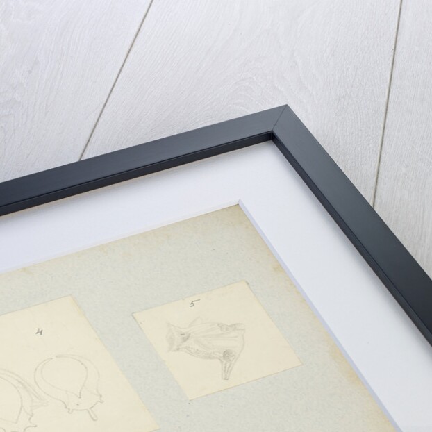 Rotifer by Charles Thomas Hudson