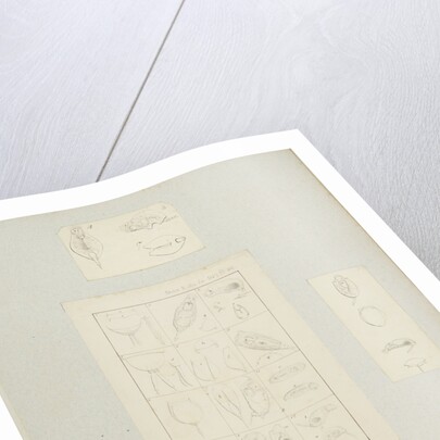 Rotifer by Charles Thomas Hudson