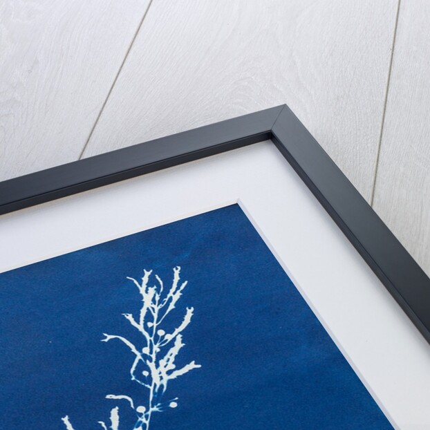 Sargassum bacciferum by Anna Atkins