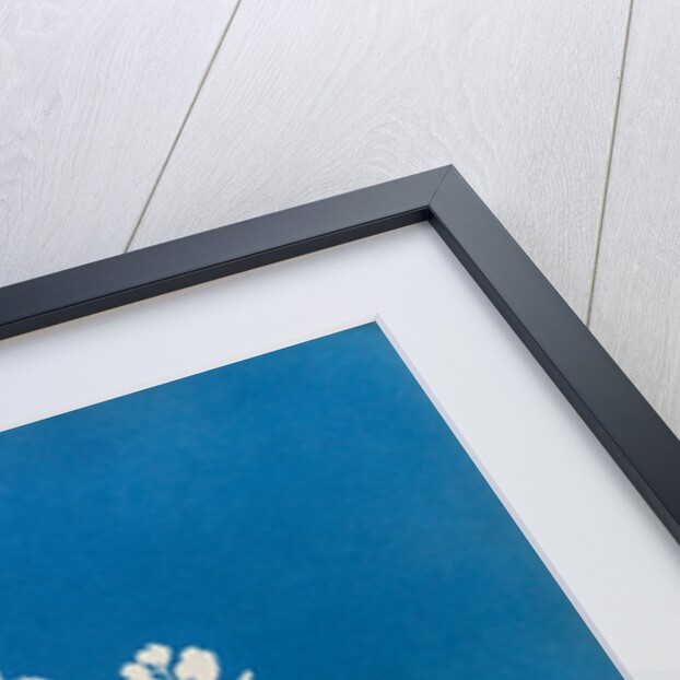 Sargassum vulgare by Anna Atkins