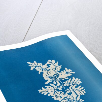 Sargassum vulgare by Anna Atkins