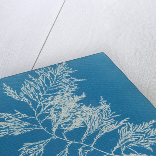 Rainbow bladderweed by Anna Atkins