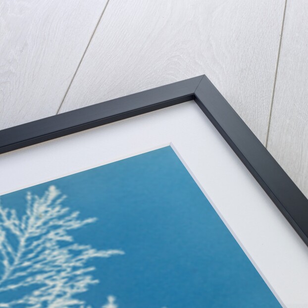 Rainbow bladderweed by Anna Atkins