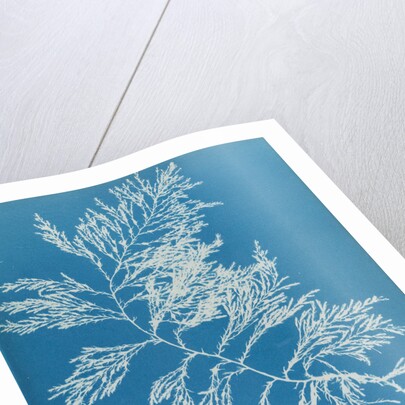 Rainbow bladderweed by Anna Atkins