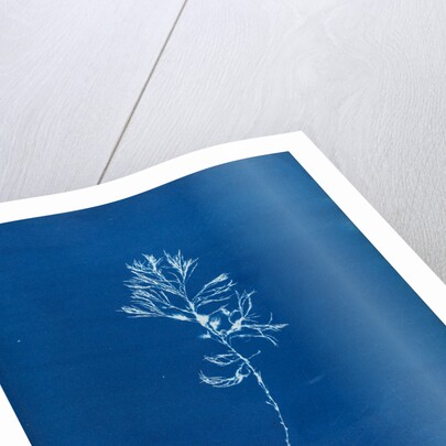 Rainbow bladderweed by Anna Atkins