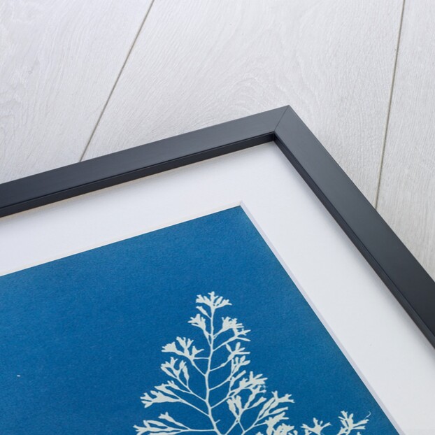 Cystoseira granulata by Anna Atkins