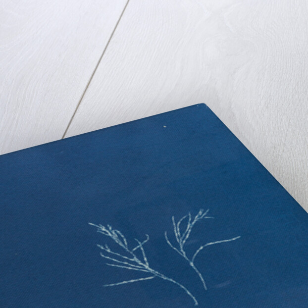 Cystoseira barbata by Anna Atkins