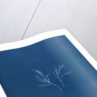 Cystoseira barbata by Anna Atkins