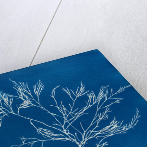Cystoseira faeniculacea by Anna Atkins