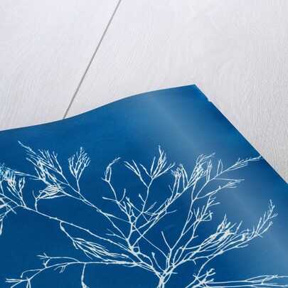 Cystoseira faeniculacea by Anna Atkins