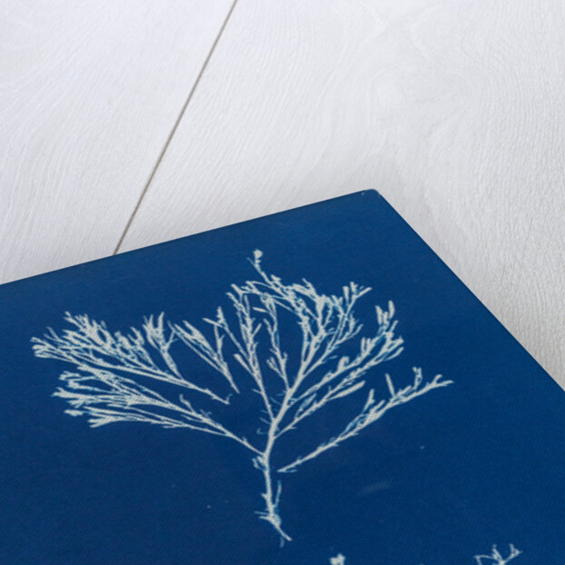 Sea oak by Anna Atkins
