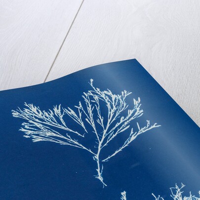 Sea oak by Anna Atkins