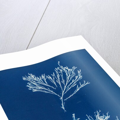 Sea oak by Anna Atkins